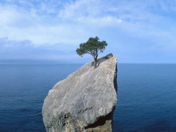 "Descubre cómo la resiliencia puede transformar tu vida. En este poderoso artículo, exploramos la capacidad de superación ante adversidades y cómo podemos cultivarla para prosperar en cualquier situación. ¡Únete a nosotros en este viaje hacia la fortaleza emocional y el crecimiento personal!"Texto alternativo para la imagen: "Una mano extendida hacia arriba, en un gesto de fortaleza y superación, simboliza la resiliencia humana ante los desafíos. ¡Descubre cómo cultivar esta poderosa habilidad en el artículo de Hebe Casarotto Bullones sobre la resiliencia!"